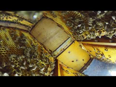 Leben im Bienenstock