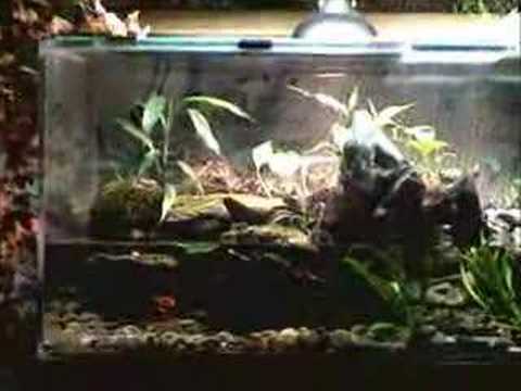 YouTube Video LxM18ps8d50