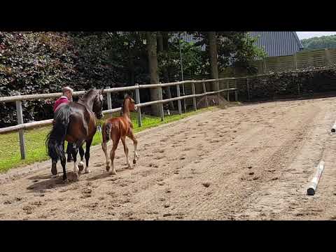 Hengstfohlen Grandorado - Quidam de revel