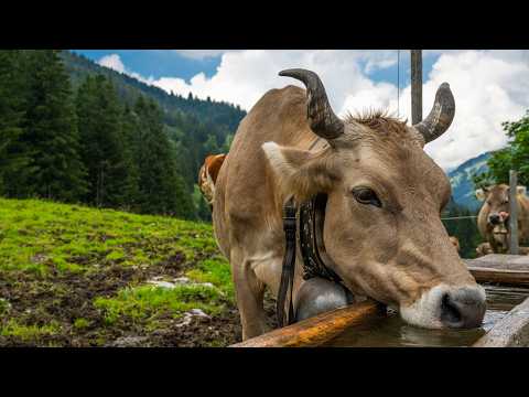 Say Cheese - Alpine time in Switzerland - the origin of Alpine cheese