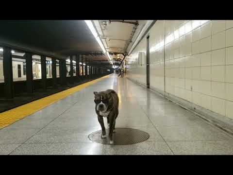 Big Capone on the Toronto Subway 😎 #shorts #dog #youtubeshorts #pitbull #youtubevideo #dogs #style
