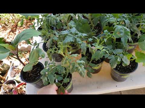 Fall plants in stock and ready to plant