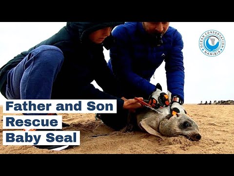 Father and Son Rescue Baby Seals from Entanglements