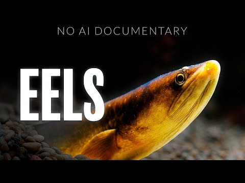 Eels Shouldn't Be Able To Exist...