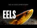 Eels Shouldn't Be Able To Exist...