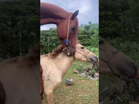 Horse and mare jumping enjoying and back sound in a Thar near karoonjhar hills #views#india#clips