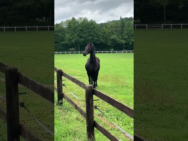 Draagmerrie Fries Te koop 2014 Zwart ,  BEART 411