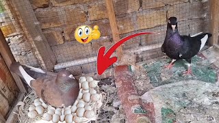 Breeding Pigeons Pair Video | Kabutar Bazi Video 2025 | Breeding Pair | Kabutar Video | Kabutar |