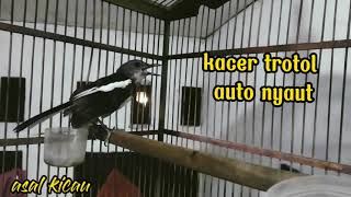 Download lagu kacer trotol gacor// pas buat pancingan kacer bahan trotol auto nyaut 100% mp3