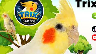 Download lagu masteran siul falk parkit Australia kalau kau suka hati mp3