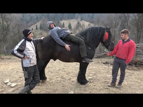 Armasarii lui Bexa Daniel de la Ciuruleasa, Alba - 2020 Nou!!!