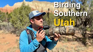 A Weekend of Desert Birding in Southern Utah