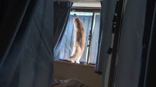 #可愛い猫 #cat #猫