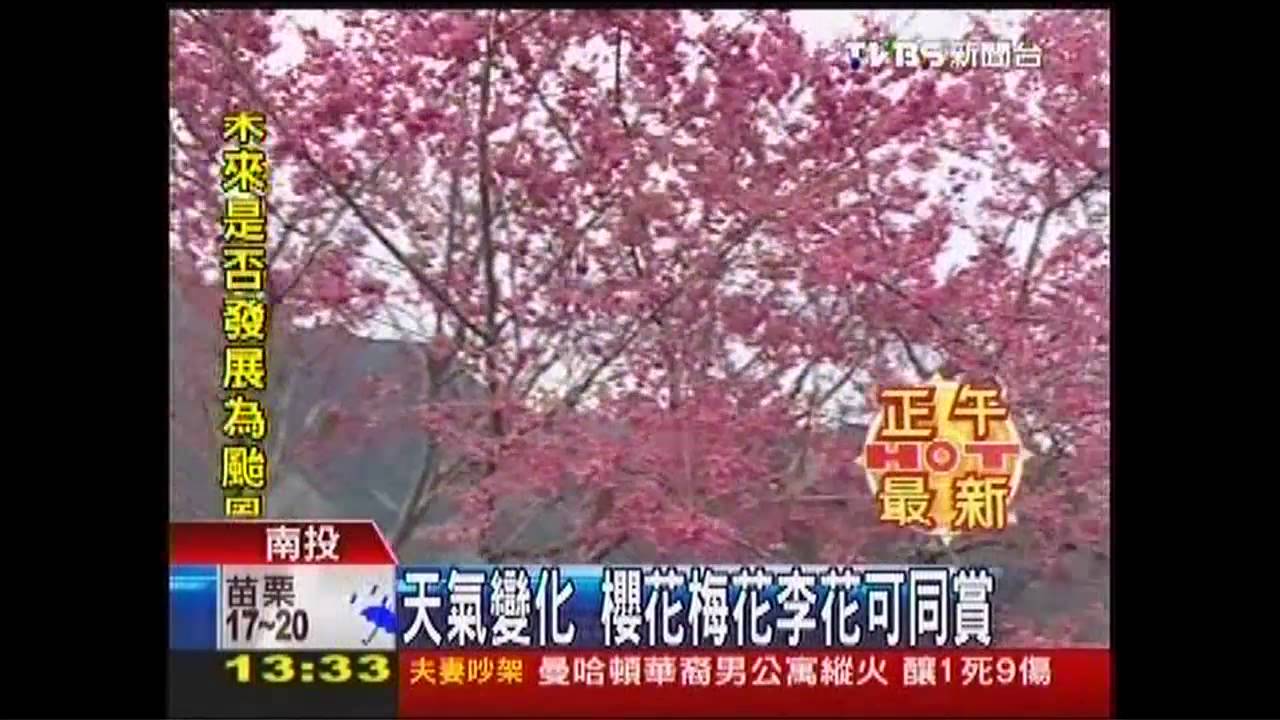 天氣變化　櫻花、梅花、李花可同賞
