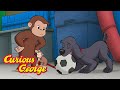 George S Soccer Dog Curious George Kids Cartoon Kids Movies