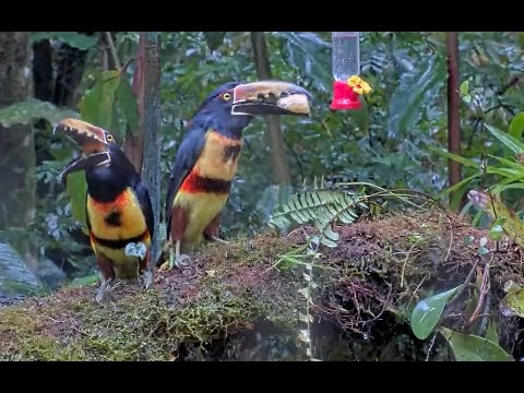 Collared Aracaris Grab A Quick Bite in Panama | December 15 2025