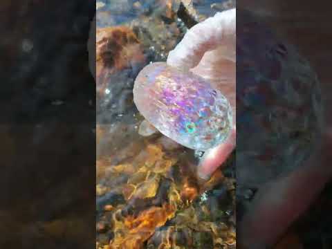 Giant Pearl Scallops vs. Freshwater Snails: Which Makes More Pearls?