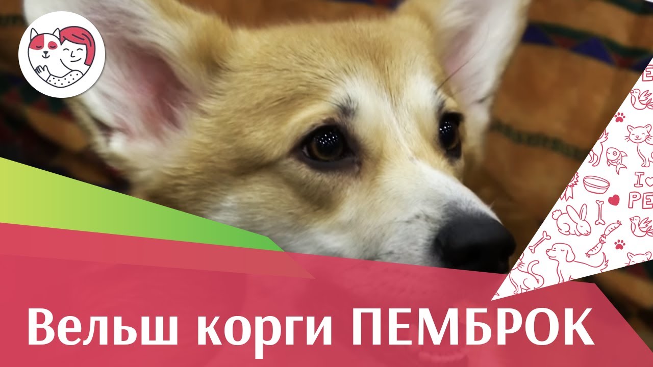 Вельш корги пемброк ЗООШОУ 2016 ilikepet