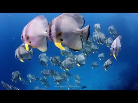 Video Raja Ampat Super Keren