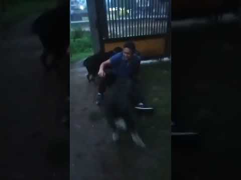 Dogs reaction to owner coming home || Dogs welcoming owners home|| best dogs video