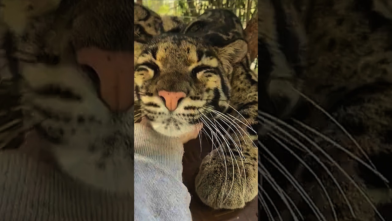 ちょっと大きい猫みたいなウンピョウ