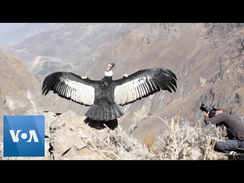 Poisoned Peruvian Condor Released After Recovery