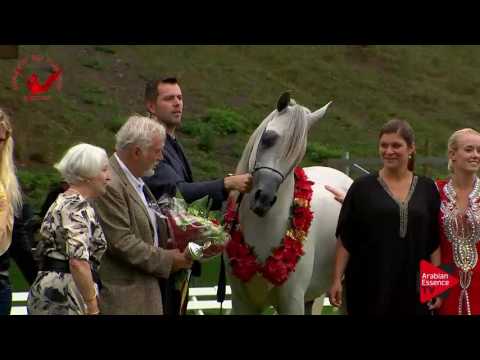 1ST N.41 WORTEX KALLISTE - Scandinavian Open Championship 2017 - Junior Stallions Championship