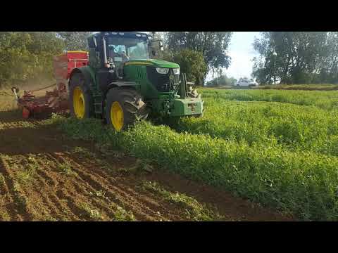 Siew w poplon z grochu.