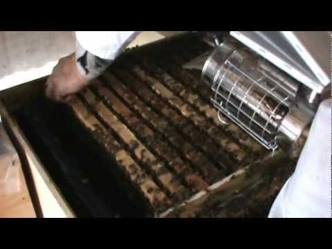 5. Populare Bio Stup pe vatra (stationar)  - Trei in Unul 5/9