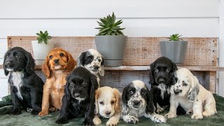 Video preview image #1 Cocker Spaniel Puppy For Sale in SHREVE, OH, USA