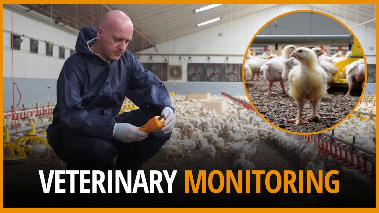 Unlocking Success: Veterinary Collaboration in Poultry Farming