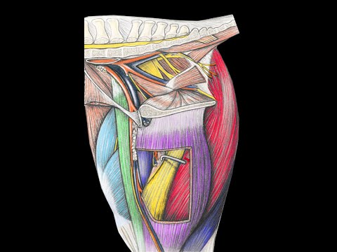 Muscles of the hip of the horse part 2