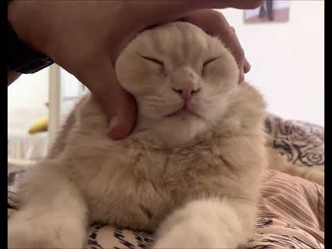 "Adorable Cat Shenanigans: The Playful Antics of My Feline Companion" cute