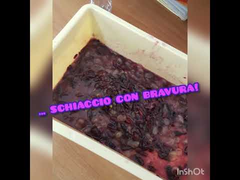 CHE BELLO  VENDEMMIARE!