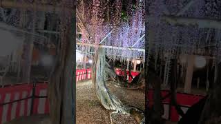 Japan Travel Nakayama Great Wisteria Festival（中山の大藤まつり）#japantravel #kimetsunoyaiba