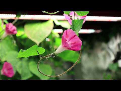 Morning Glory Flower Time-lapse
