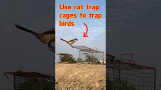 Trap birds with two rat trap cages
