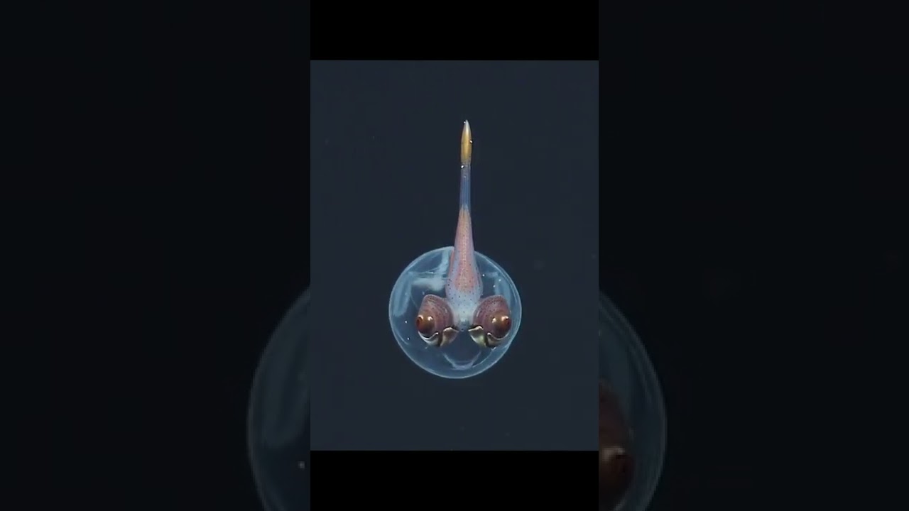 Masters of Marine Camouflage | Cockatoo Squids or Glass Squids