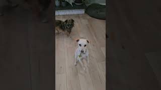 Video preview image #1 Chihuahua-Unknown Mix Puppy For Sale in Sandy, UT, USA