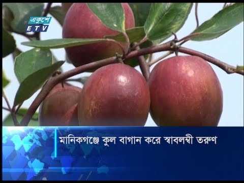মানিকগঞ্জে কুল বাগান করে স্বাবলম্বী তরুণ