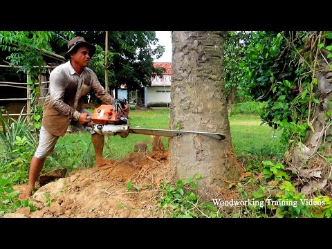 Unbelievable Big Hundred Years Old Palm Tree Felling Down With STIHL Chainsaw MS720 Cutting Skills