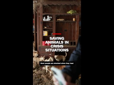 Saving animals in crisis situations - YouTube