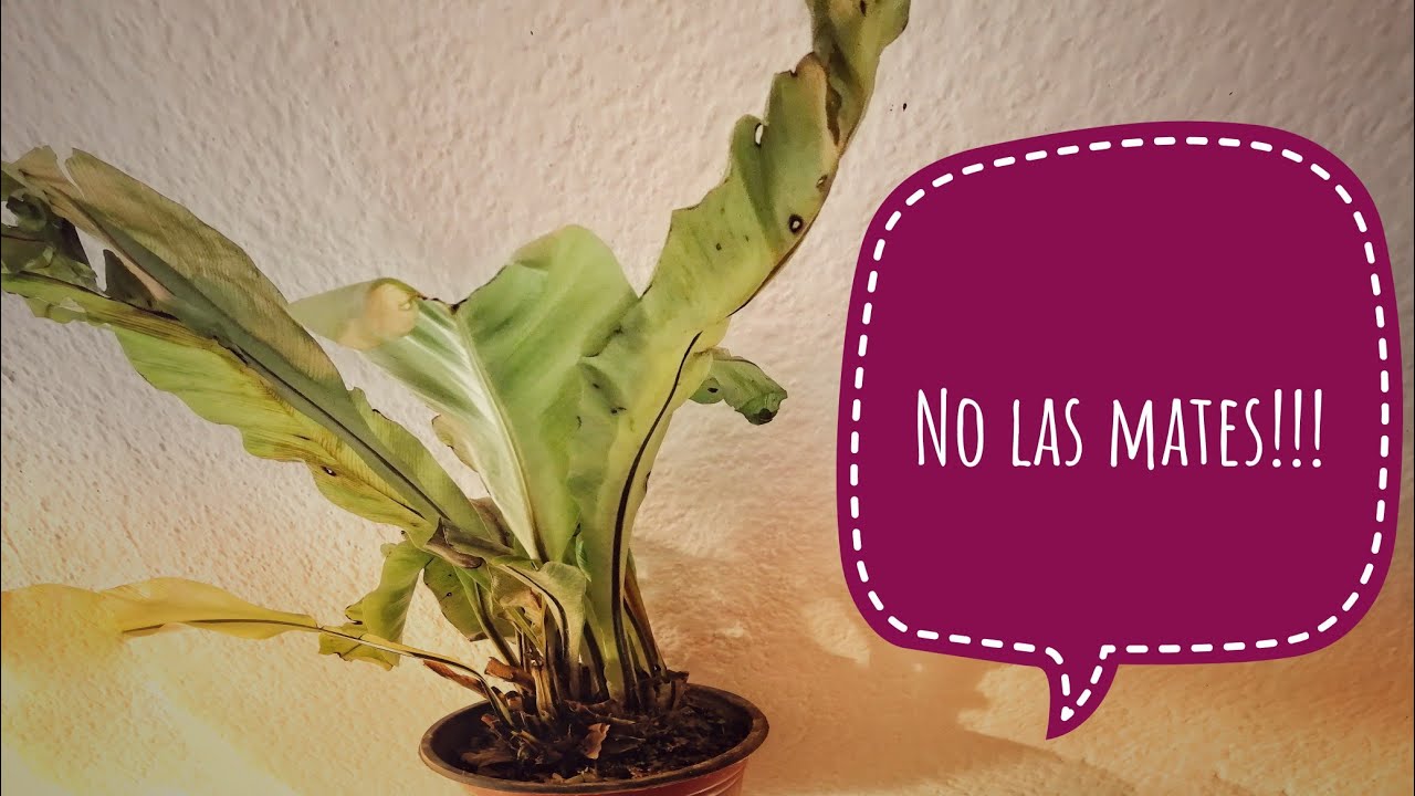 Al rescate de tus plantas
