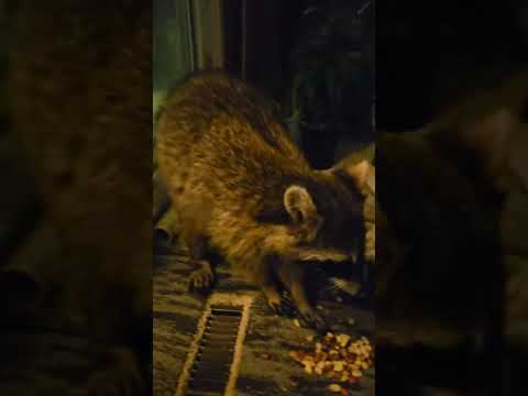 Raccoon: food vs. food