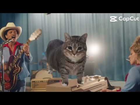 OIAOIA cat #diewithasmile #cat