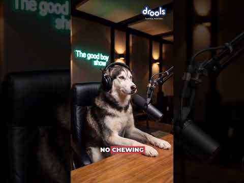 The Good Boy Show - Episode 1
