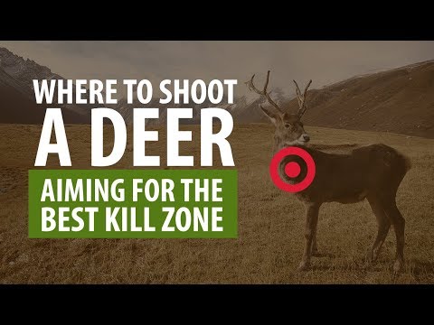 Where To Shoot A Deer