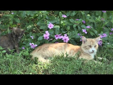 Neighbors want more done about feral cat problem