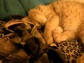 Cat Hisses In His Sleep