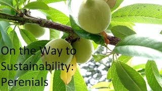 On the Way to Sustainability: Perennials